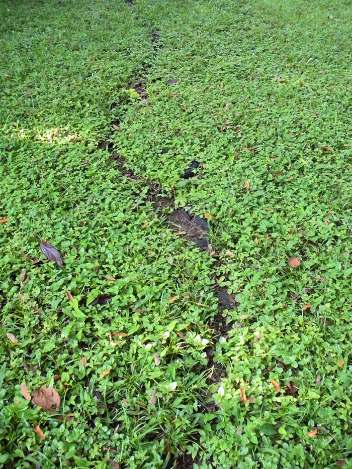 Leaf cutter ant trail